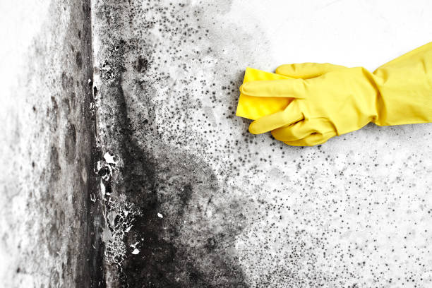 Best Mold Remediation for Healthcare Facilities  in Pottsboro, TX