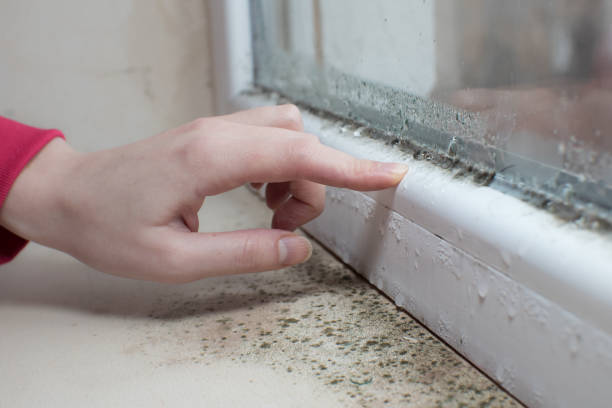 Best Mold Odor Removal Services  in Pottsboro, TX